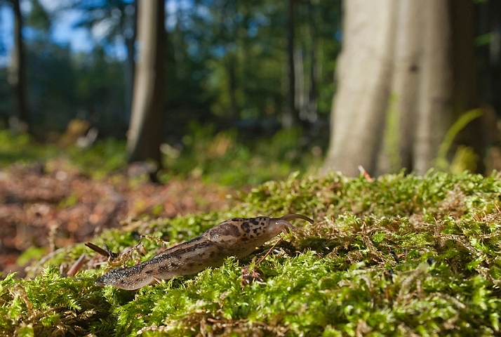 WAH011395.jpg - Plettet gråsnegl (Leopard Slug)